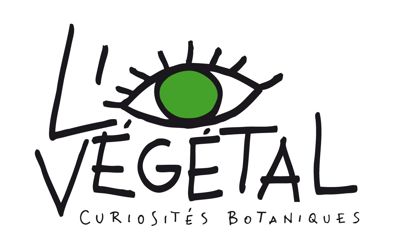 Logo L'oeil végétal. Boutique et créations florales, Lyon.
